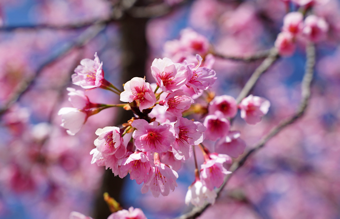 大寒桜