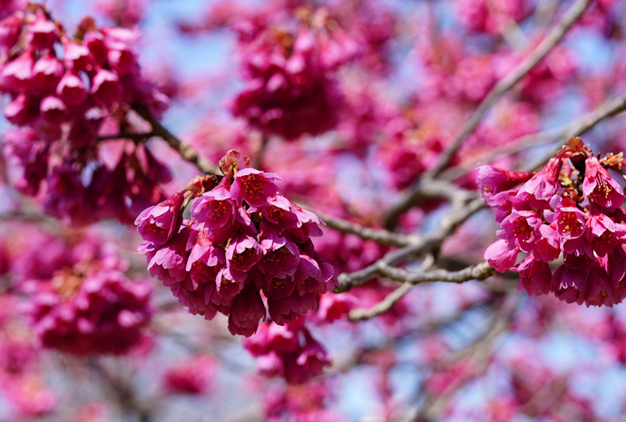 寒緋桜