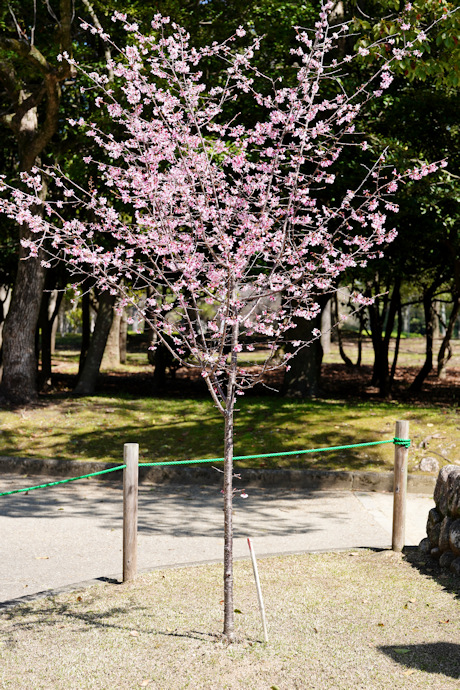 与謝野晶子桜