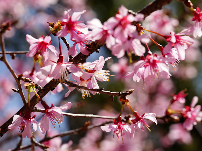 与謝野晶子桜