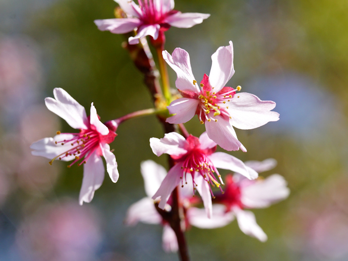 与謝野晶子桜