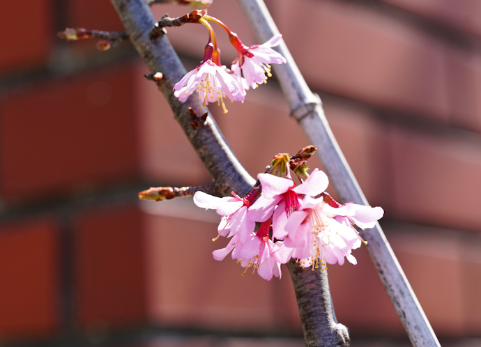 与謝野晶子桜