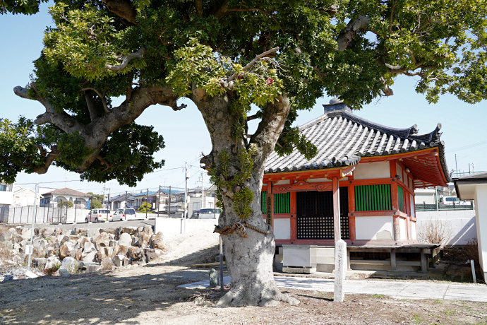 家原寺のヤマモモ