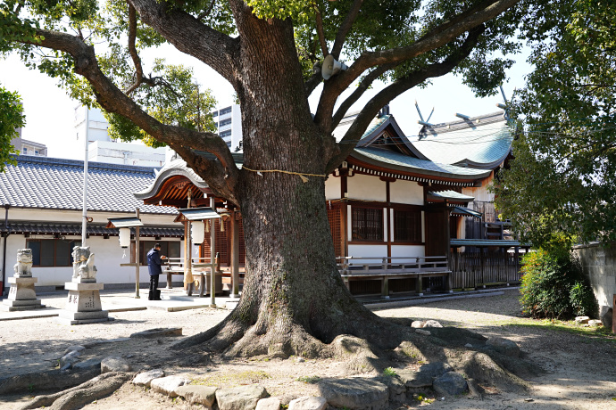 深江稲荷神社のクスノキ