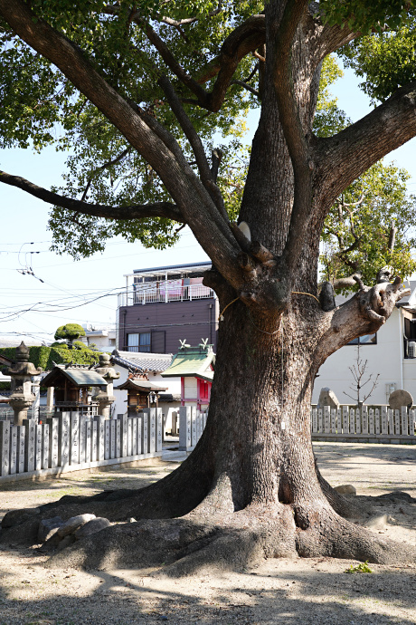 深江稲荷神社のクスノキ