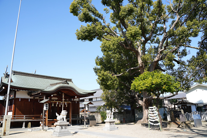 深江稲荷神社のクスノキ