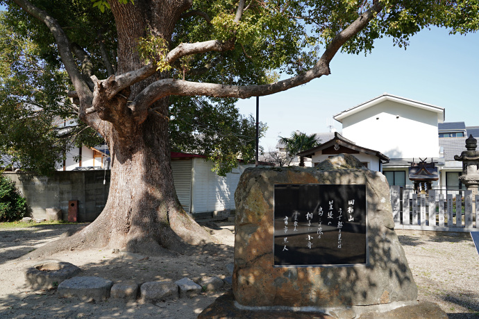 深江稲荷神社のクスノキ