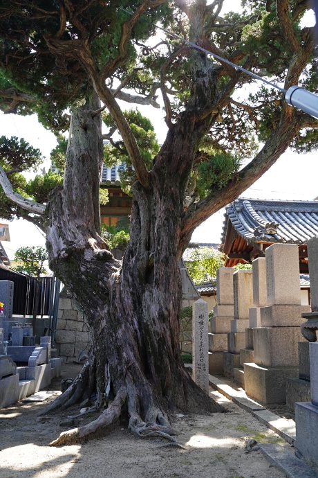 元立寺のカイヅカイブキ１