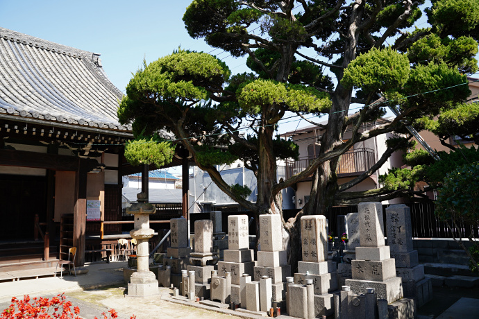 元立寺のカイヅカイブキ１