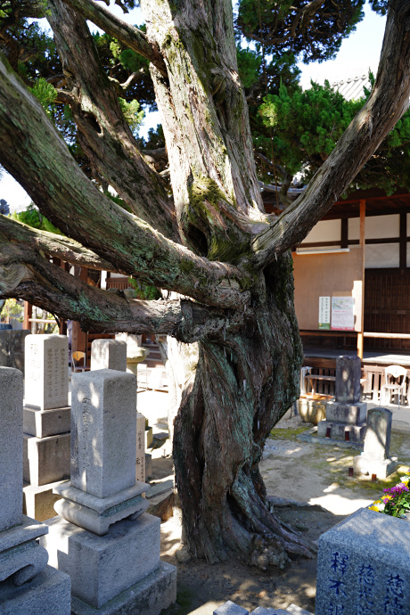 元立寺のカイヅカイブキ１