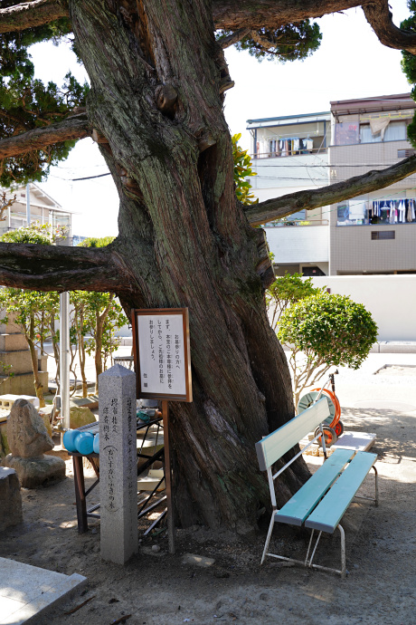 元立寺のカイヅカイブキ２