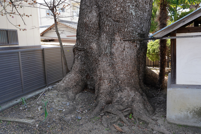 願得寺のクスノキ