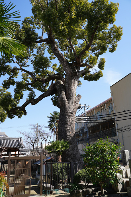 願得寺のクスノキ