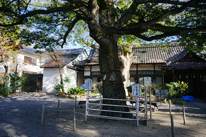 生根神社のモチノキ