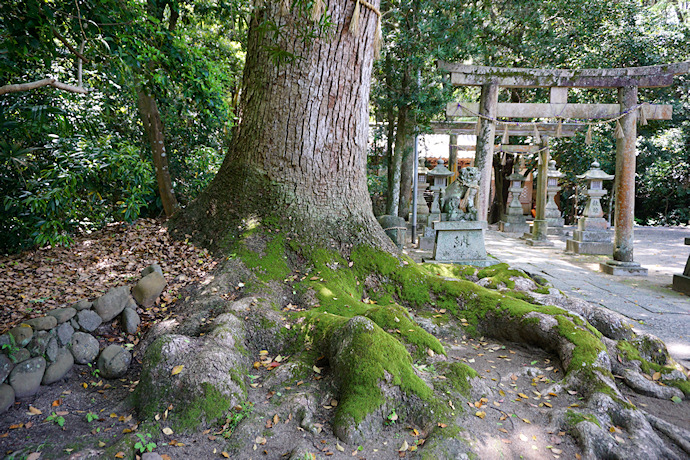 稲葉菅原神社のクスノキ