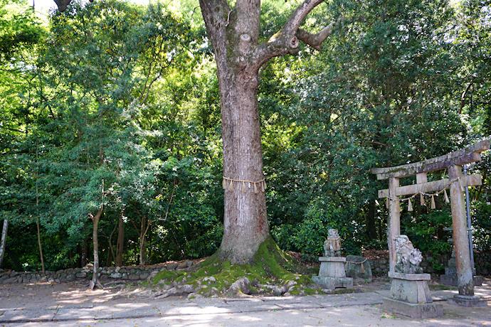 稲葉菅原神社のクスノキ