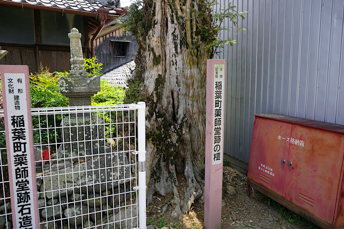 稲葉町薬師堂跡の榧