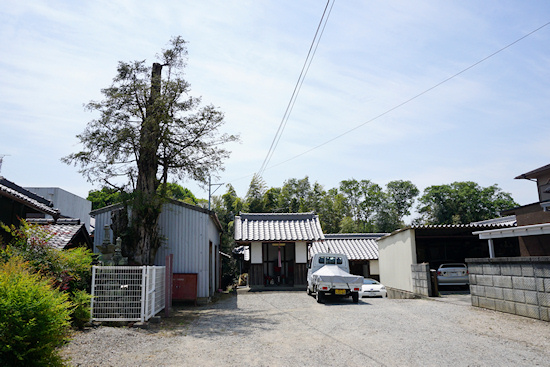 稲葉町薬師堂跡の榧の周囲