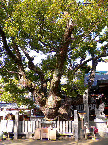 石切劔箭神社のくすの木