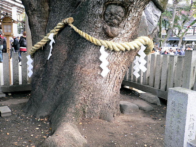 石切劔箭神社のくすの木