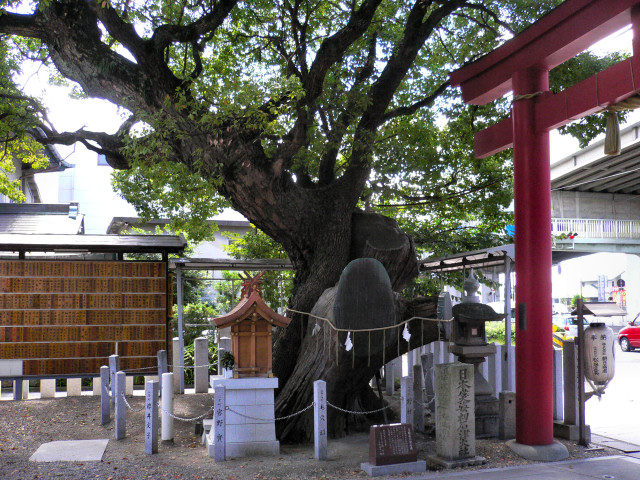 石津神社の楠