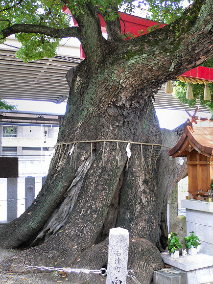 石津神社の楠