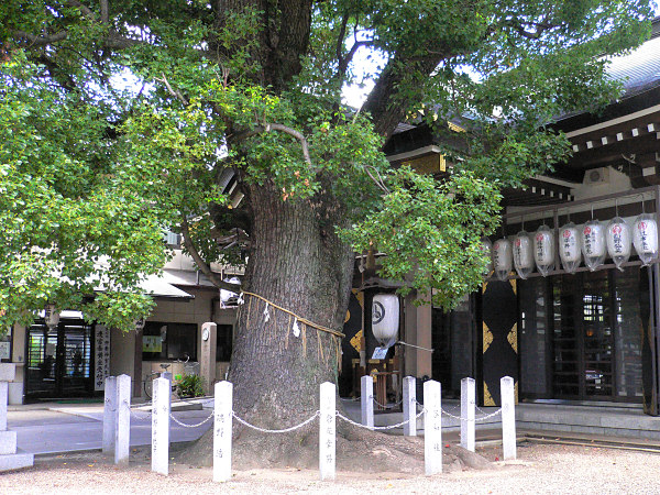 石津神社の楠（本殿前）