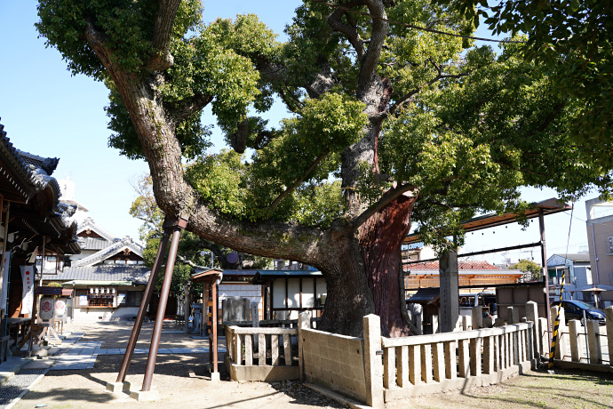 石津太神社のクスノキ