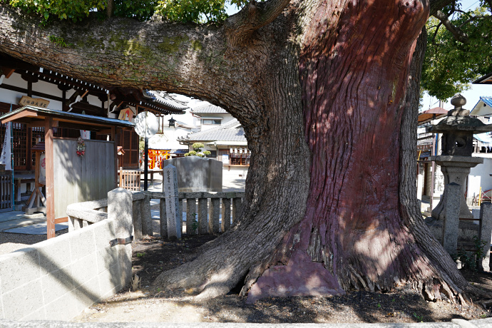 石津太神社のクスノキ