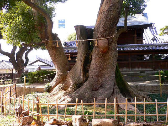 蒲田神社の千年樟