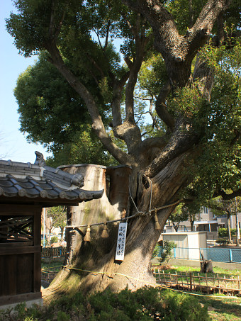 蒲田神社の千年樟