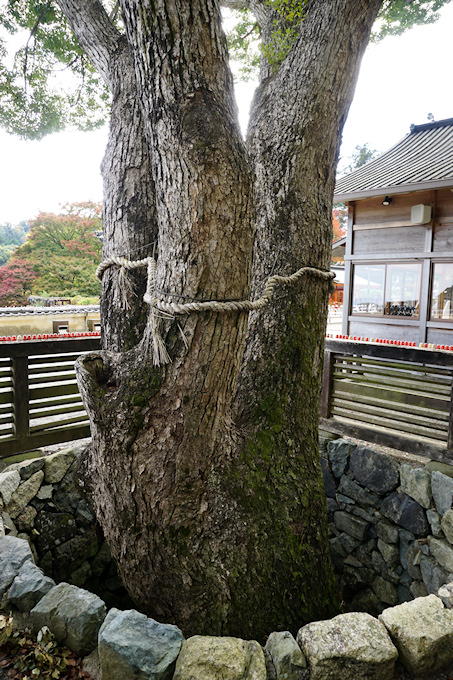 勝尾寺のクスノキ