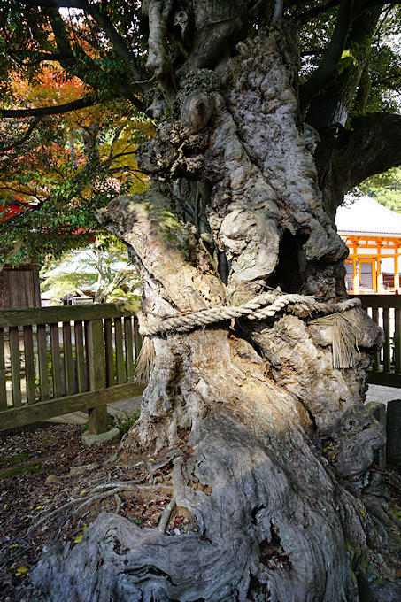 勝尾寺のシイノキ