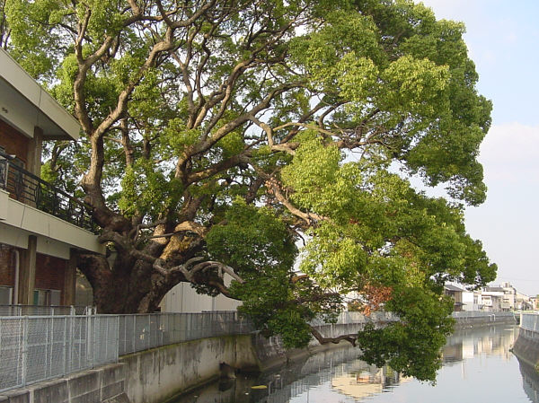 ひえ島の楠