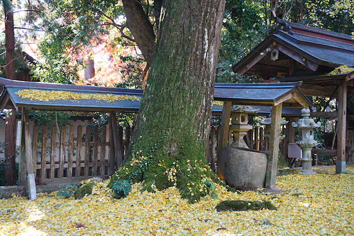 久佐々神社のイチョウ