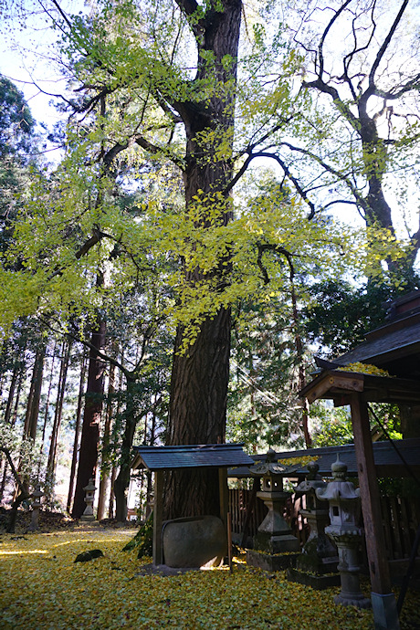 久佐々神社のイチョウ