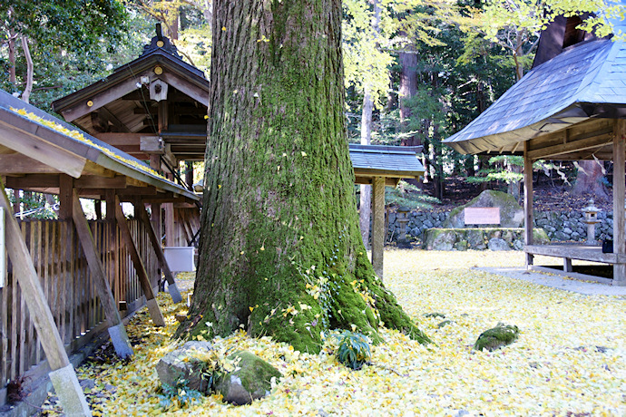 久佐々神社のイチョウ