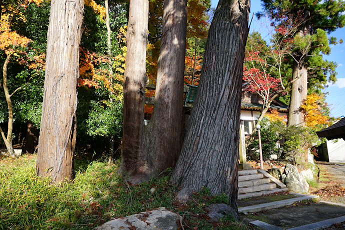 久佐々神社のスギ