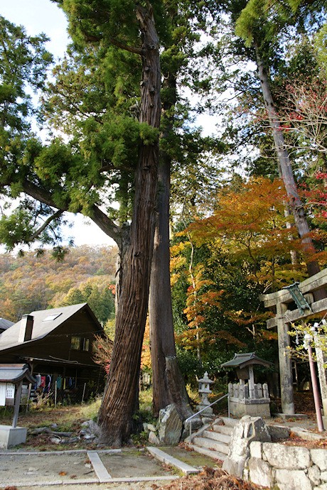 久佐々神社のスギ