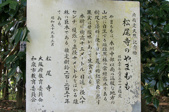 松尾寺のヤマモモ説明板