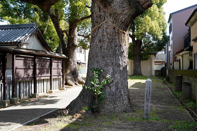 八坂神社のクスノキ（社殿南側）