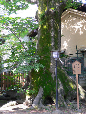 長野神社のケヤキ