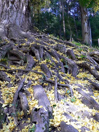 流谷八幡神社のイチョウの根っこ