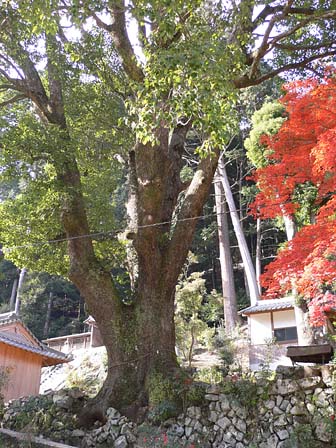 流谷八幡神社の楠