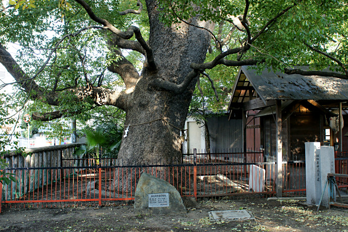 西堤神社のクスノキ