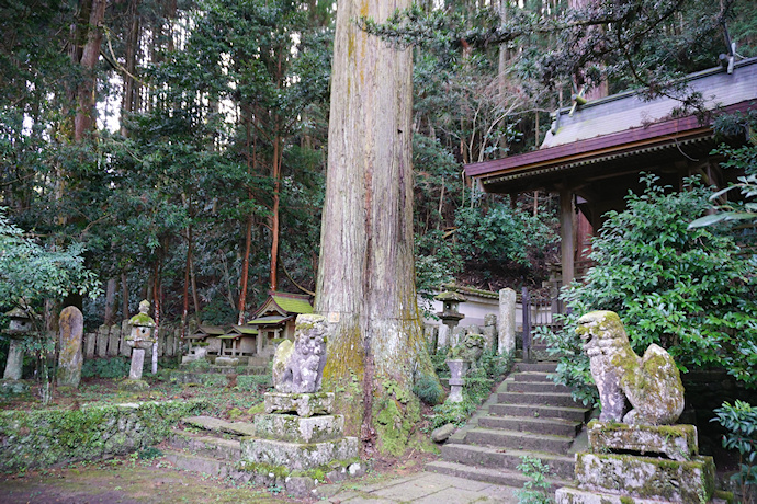 大沢神社のスギ