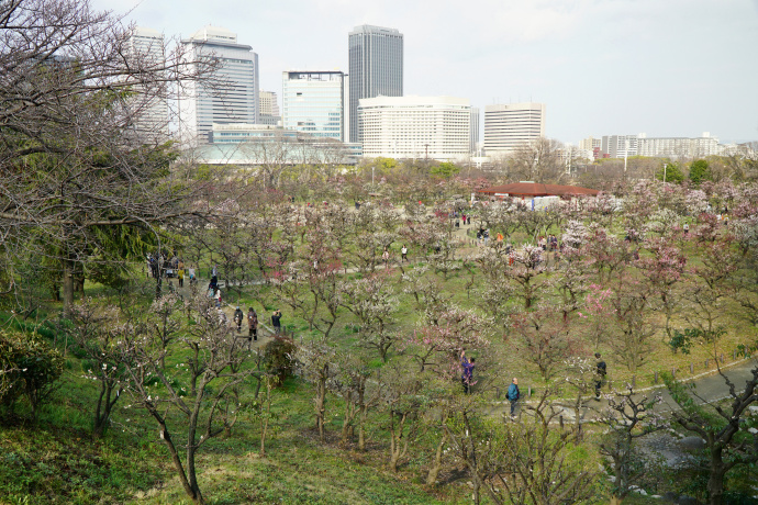 大阪城公園梅林
