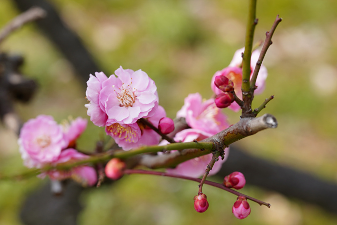 大阪城公園梅林・玉拳