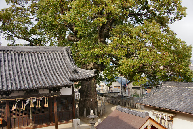 鶯関神社の楠