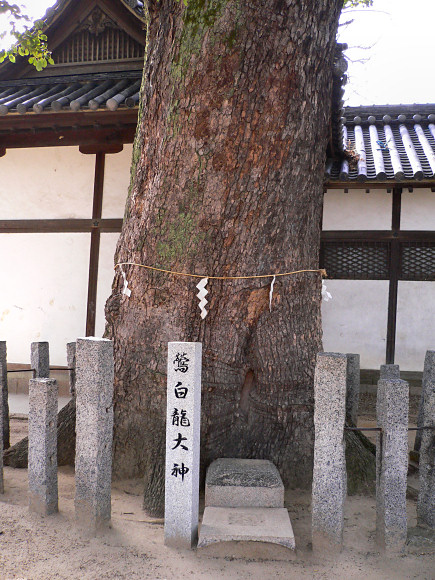 鶯関神社の楠